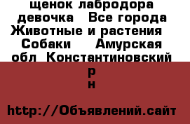 щенок лабродора девочка - Все города Животные и растения » Собаки   . Амурская обл.,Константиновский р-н